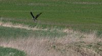 Fiskeørn (Pandion haliaetus)