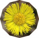 Hestehov (Tussilago farfara)