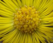 Hestehov (Tussilago farfara)