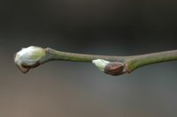 Selje (Salix caprea)