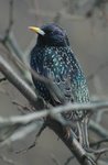 Stær (Sturnus vulgaris)