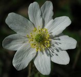 Hvitveis (Anemone nemorosa)