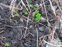 Rødsildre (Saxifraga oppositifolia)