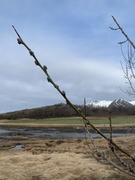 Selje (Salix caprea)