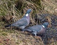 Ringdue (Columba palumbus)