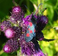 Stor bloddråpesvermer (Zygaena lonicerae)