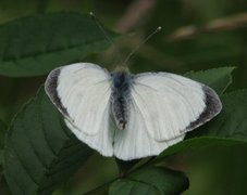 Stor kålsommerfugl (Pieris brassicae)