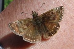 Tiriltungesmyger (Erynnis tages)