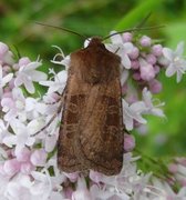 Kobberfly (Chersotis cuprea)