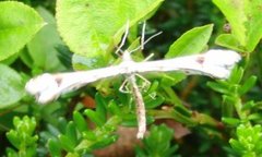 Hestehovfjærmøll (Platyptilia gonodactyla)