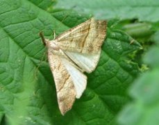 Neslenebbfly (Hypena proboscidalis)