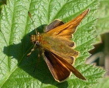 Engsmyger (Ochlodes sylvanus)