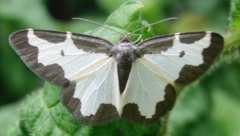 Randmåler (Lomaspilis marginata)