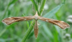 Ryllikfjærmøll (Gillmeria pallidactyla)