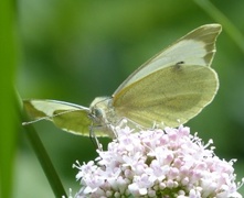 Stor kålsommerfugl (Pieris brassicae)