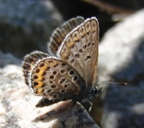 Argusblåvinge (Plebejus argus)