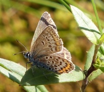 Argusblåvinge (Plebejus argus)
