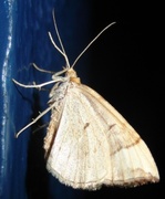 Blåbærmåler (Eulithis populata)