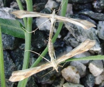 Ryllikfjærmøll (Gillmeria pallidactyla)