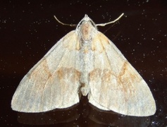 Fjærbarmåler (Thera firmata)