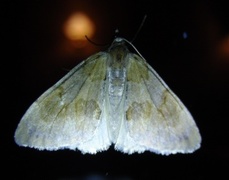 Fjærbarmåler (Pennithera firmata)