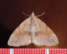 Fjærbarmåler (Pennithera firmata)