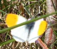 Aurorasommerfugl (Anthocharis cardamines)