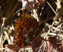 Rødflekket perlemorvinge (Boloria euphrosyne)