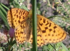 Rødflekket perlemorvinge (Boloria euphrosyne)