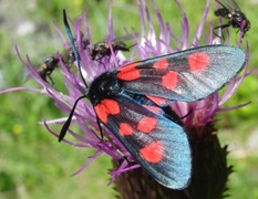 Stor bloddråpesvermer (Zygaena lonicerae)