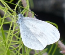 Skoghvitvinge (Leptidea sinapis)