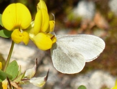 Skoghvitvinge (Leptidea sinapis)