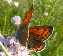 Purpurgullvinge (Lycaena hippothoe)