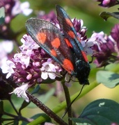 Stor bloddråpesvermer (Zygaena lonicerae)