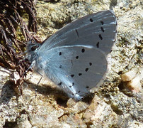 Vårblåvinge (Celastrina argiolus)