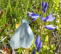 Skoghvitvinge (Leptidea sinapis)