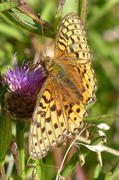 Aglajaperlemorvinge (Argynnis aglaja)