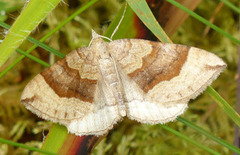 Brun bakkemåler (Scotopteryx chenopodiata)