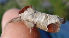 Rødflekkstjertspinner (Clostera curtula)