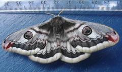 Nattpåfugløye (Saturnia pavonia)