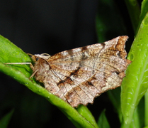 Blek månemåler (Selenia dentaria)