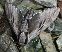 Furusvermer (Sphinx pinastri)