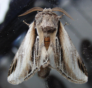 Seljetannspinner (Pheosia tremula)