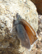 Engringvinge (Coenonympha pamphilus)