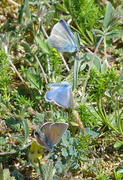 Engblåvinge (Cyaniris semiargus)