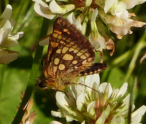 Gulflekksmyger (Carterocephalus palaemon)