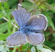 Engblåvinge (Cyaniris semiargus)