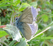 Engblåvinge (Cyaniris semiargus)