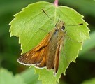 Engsmyger (Ochlodes sylvanus)