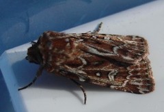 Røsslyngfly (Lycophotia porphyrea)